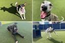 See the Battersea London Dogs looking for their forever homes (Battersea)