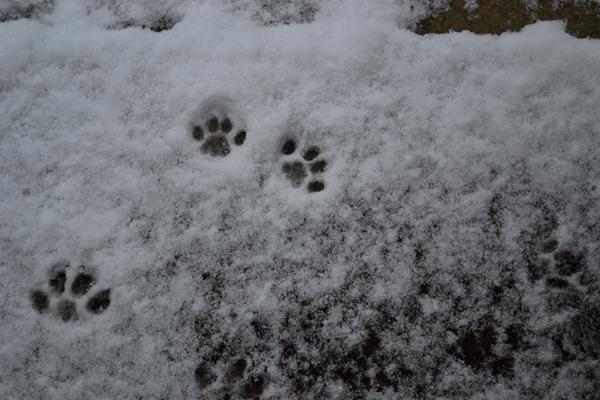 Cat prints in the snow - Sent in by Samantha Cameron