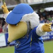 Banned from the torch parade: Haydon the Womble
