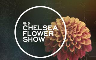Find out how you can watch the RHS Chelsea Flower Show on the BBC.