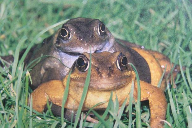 Mild weather means frogs began mating earlier this year