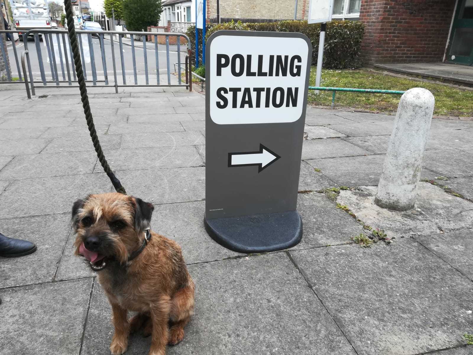 Dogs at polling stations: Wally pictured in Colliers Wood