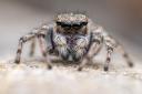 The critically endangered distinguished jumping spider which lives on Swanscombe Peninsula (Buglife)