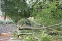 82 trees fell in Croydon during the last storm in October