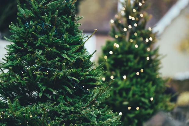 Wimbledon Times: Artificial Christmas trees. Credit: Canva