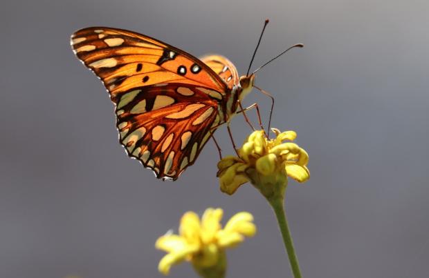 Wimbledon Times: A marsh fritiillary butterfly Photo: Canva