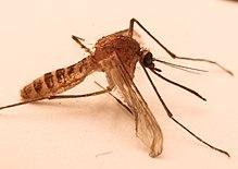 Wimbledon Times: The London Underground mosquito