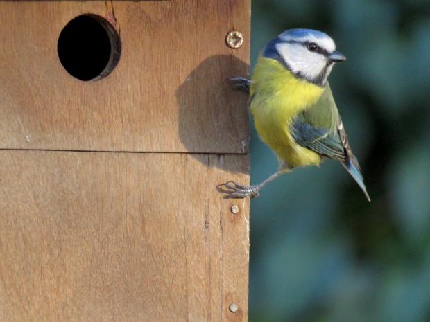 Wimbledon Times: Choose the right box for the birds you want to attract. Photo: Donna Zimmer