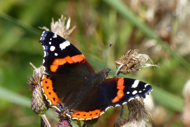 Red Admiral Photo: Jim Butler