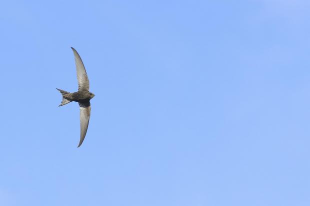 Common swift Apus apus, adult in flight Photo: RSPB Images