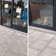 Baby fox spotted trapped in Wimbledon shop front