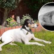 Jack Russell terrier Armarni was rushed into the Blue Cross animal hospital in Merton, by his owner after he swallowed a fish hook near a lake in Dorking
