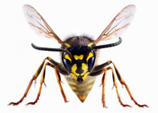 Wimbledon Times: A wasp